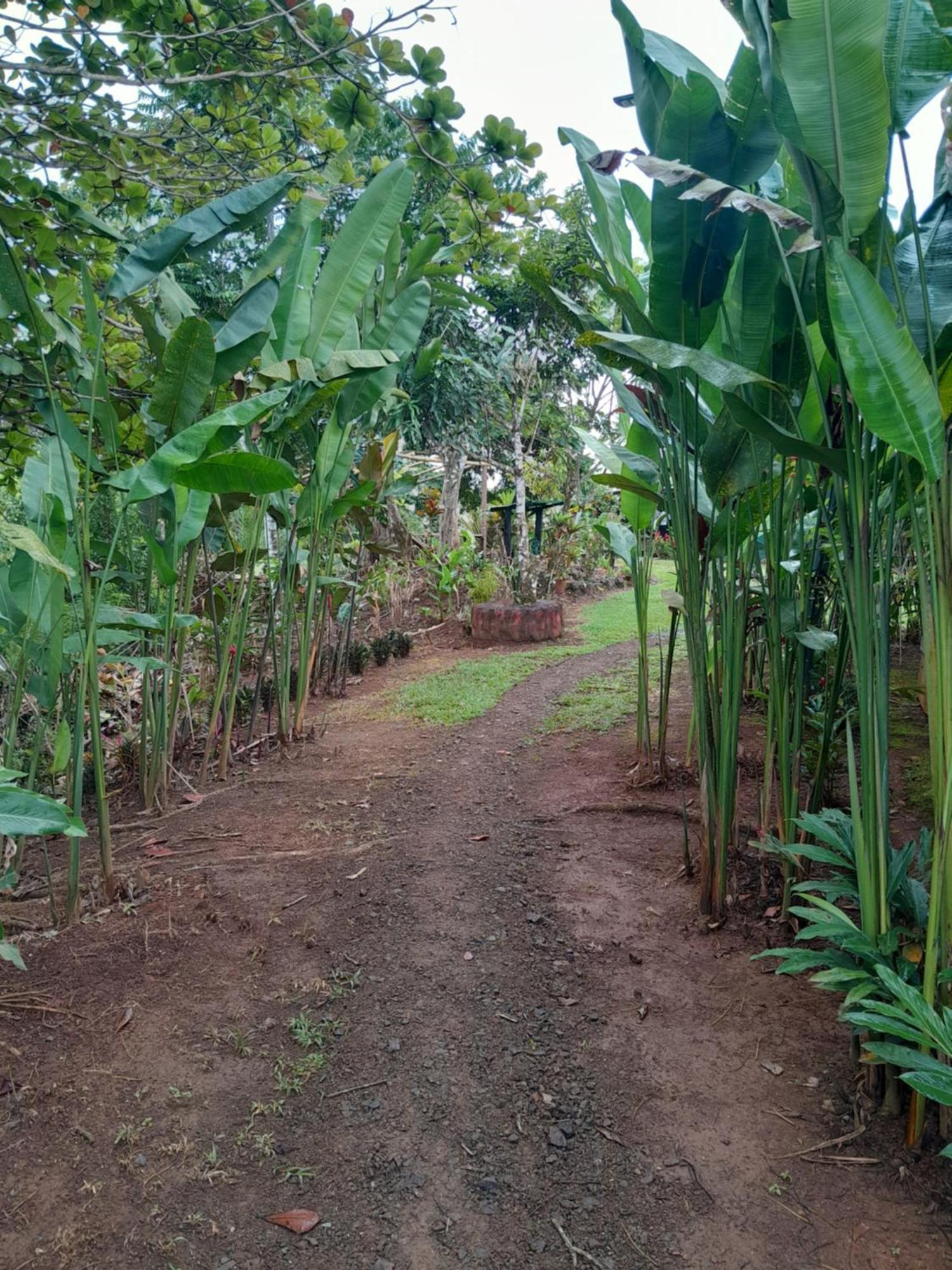 Finca La Puesta Del Sol - Miramar De Sierpe Quarto foto